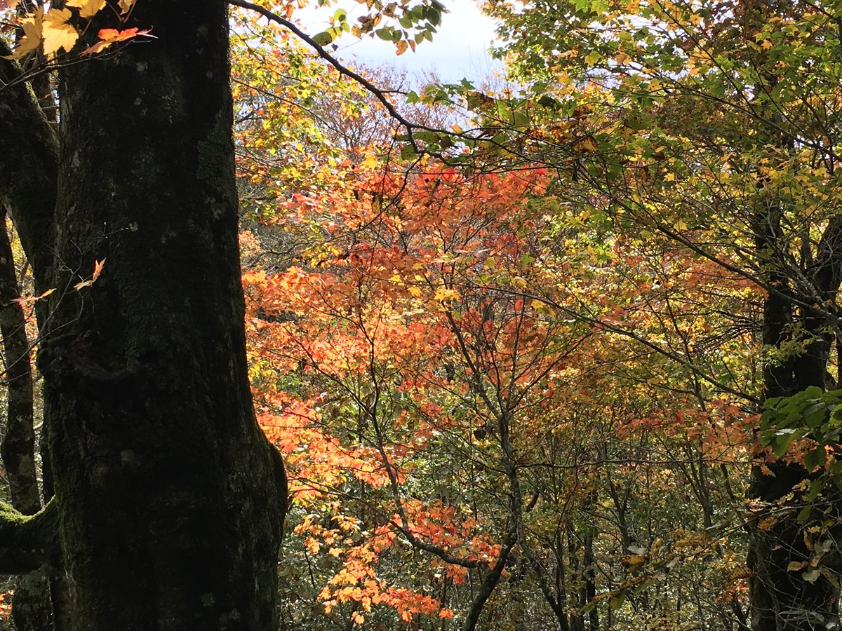 秋のぼんてん山の紅葉
