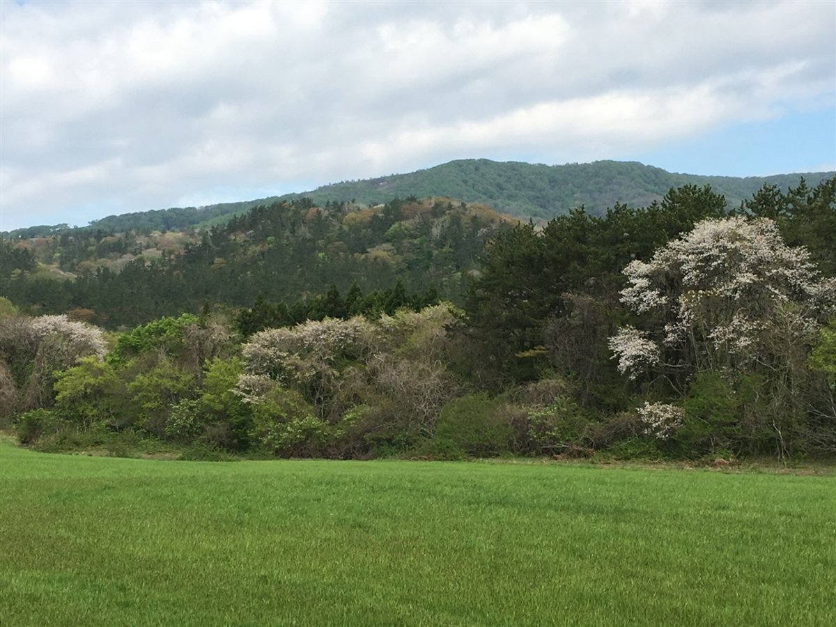 春のぼんてん山